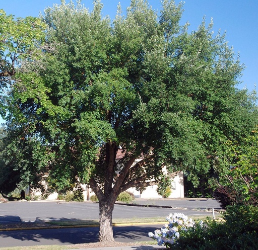 Quercus suber 2.5m (Alcornoque)