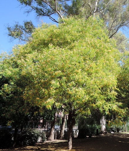 Acacia visco 2,0 m