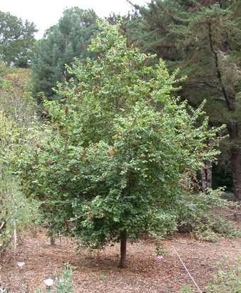 Prunus ilicifolia 2.5m
