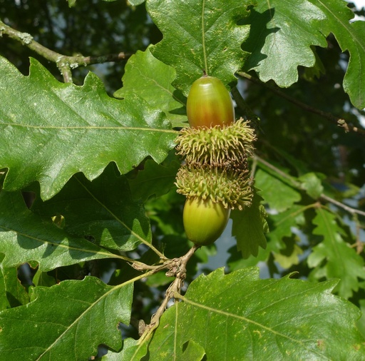 Quercus cerris 2.8m