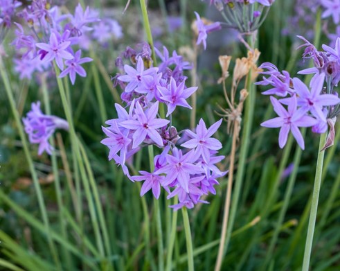 Tulbargia violacea (Allium)
