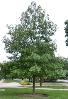 Quercus falcata 3,5 m